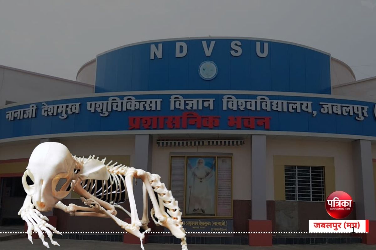 Veterinary College में नया प्रयोग, अब पढ़ाई को प्रभावी बनाने स्केलेटन की रंगों
के आधार से होगी पहचान