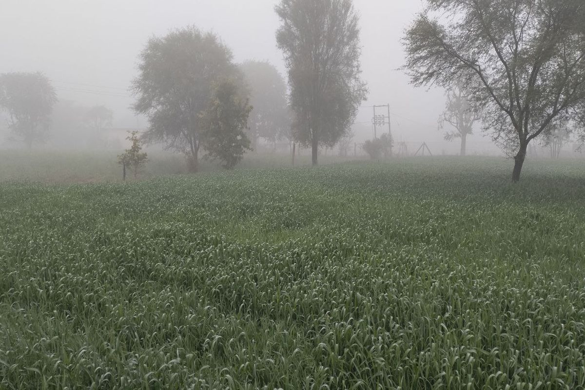 सुबह छाया कोहरा, बादलों की ओट में छिपे रहे सूर्यदेव, सूल बन चुभती रही सर्दी