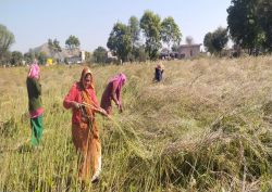 बढ़ते तापमान से फसल की गुणवत्ता व उत्पादन पर पड़ रहा असर, सरसों की कटाई शुरू - image