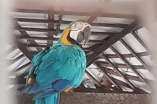 CG News: नंदनवन पक्षी विहार को मिला नया मेहमान, अब सुनाई देगी गोल्डन ब्लू मकाऊ की आवाज, देखें तस्वीरें