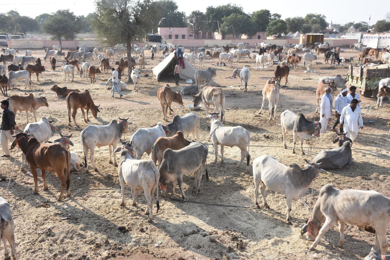 Nagaur patrika…स:शुल्क एस्कार्ट मांगे जाने के बाद भी नहीं मिलने पर भडक़े पशुपालकों का विरोध…VIDEO