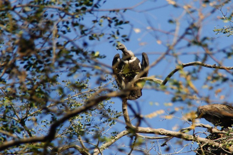 जिले में पाए गए गिद्ध।