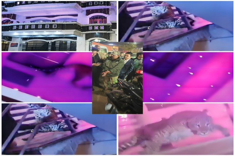 पारा थाना क्षेत्र में तेंदुए का हमला: दरोगा घायल, पुलिस की जवाबी कार्रवाई