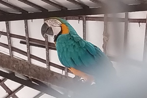 CG News: नंदनवन पक्षी विहार को मिला नया मेहमान, अब सुनाई देगी गोल्डन ब्लू मकाऊ की आवाज, देखें तस्वीरें