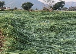 तेज अंधड़ व चने के आकार के गिरे ओलों ने किसानों की आंखों से निकाले आंसू - image