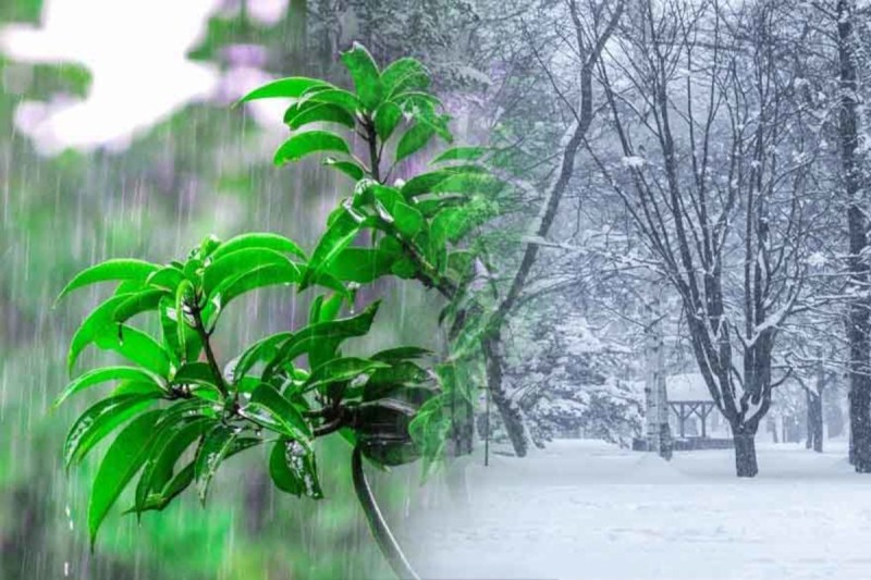 मौसम विभाग ने जारी किया उत्तर भारत के लिए अलर्ट