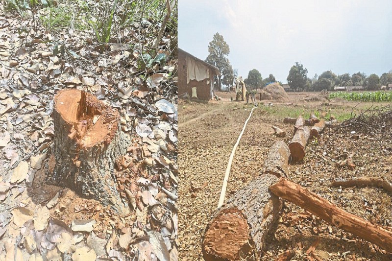 CG News: जंगल में हरे-भरे पेड़ों पर चल रही कुल्हाड़ी, जिम्मेदार मुख्यालय से रहते हैं गायब...