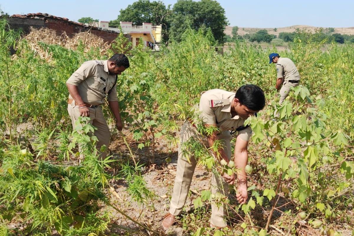 एमपी में खेत देखकर उड़े पुलिस के होश, लहलहा रही थी 61 लाख की ‘गांजे की फसल’