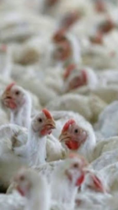 Short video poster image