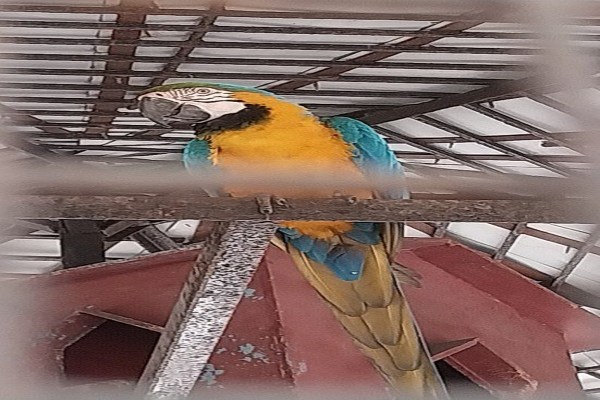 CG News: नंदनवन पक्षी विहार को मिला नया मेहमान, अब सुनाई देगी गोल्डन ब्लू मकाऊ की आवाज, देखें तस्वीरें