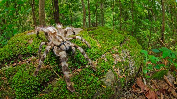 CG Tourism: गर्मी के मौसम में कश्मीर से कम नहीं है कांगेर घाटी, देखें तस्वीरें 