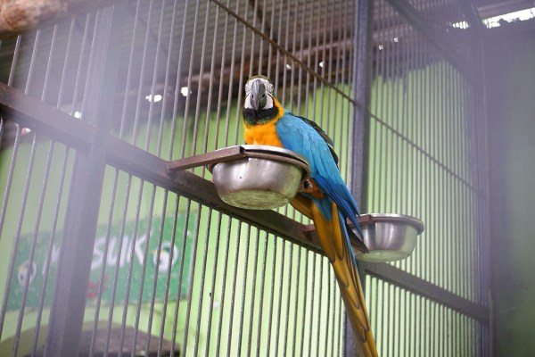 CG News: नंदनवन पक्षी विहार को मिला नया मेहमान, अब सुनाई देगी गोल्डन ब्लू मकाऊ की आवाज, देखें तस्वीरें