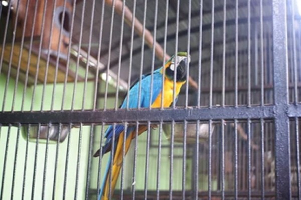 CG News: नंदनवन पक्षी विहार को मिला नया मेहमान, अब सुनाई देगी गोल्डन ब्लू मकाऊ की आवाज, देखें तस्वीरें