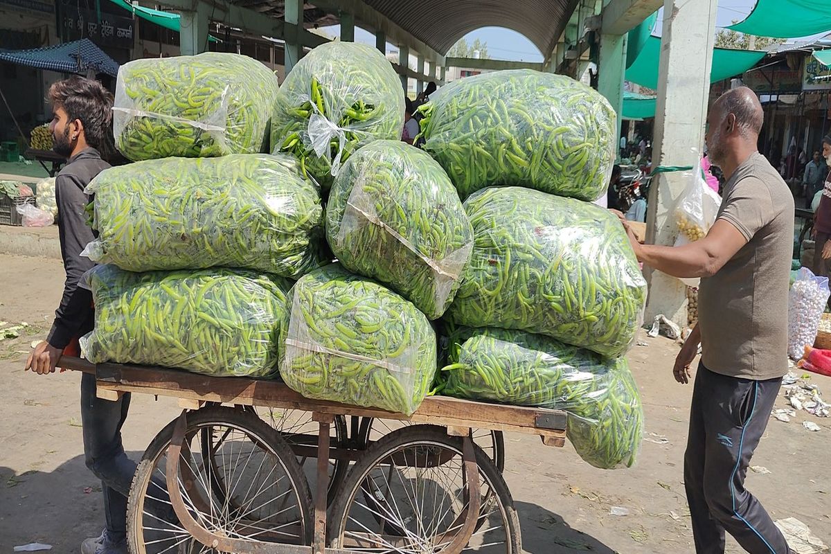 किसान फिर मायूस: सब्जियों के भाव औंधे मुंह, खेतों में जमींदोर की तो किसी ने
पशुओं को खिलाई..पढ़े पूरी खबर