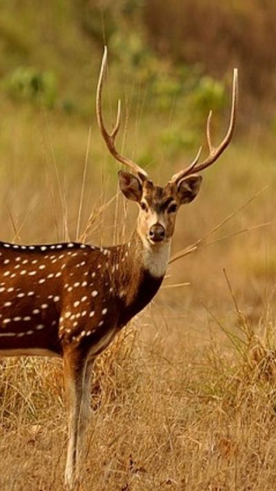 Short video poster image