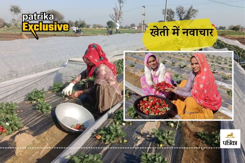 Rajasthan this District a Big initiative by 11 Farmers they Planted Strawberry Plants Expecting Huge Profits