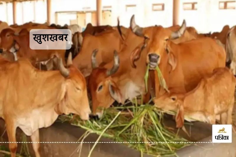 Rajasthan Pashu Palko Lucky Animal Husbandry Department New Scheme Now 90 Percentage Female Calves
