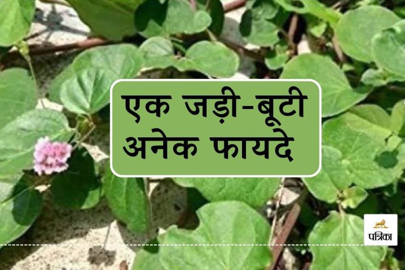 Punarnava the Ultimate Remedy for Heart and Kidney know how to consume it