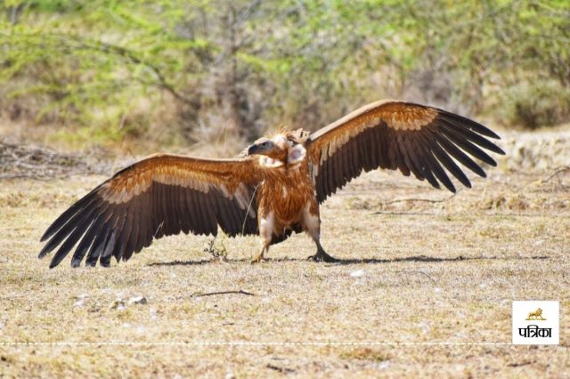 Bird Village Menar