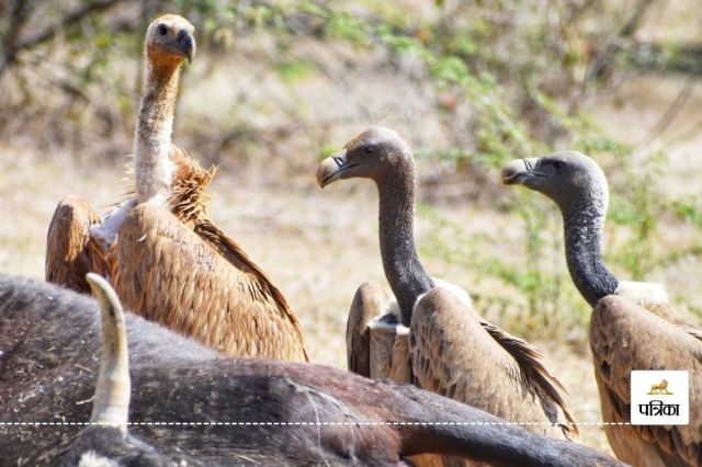 Bird Village Menar