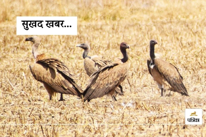 Good News Critically Endangered List included Vultures See in Bird Village Menar Nature Lovers Faces Smiles