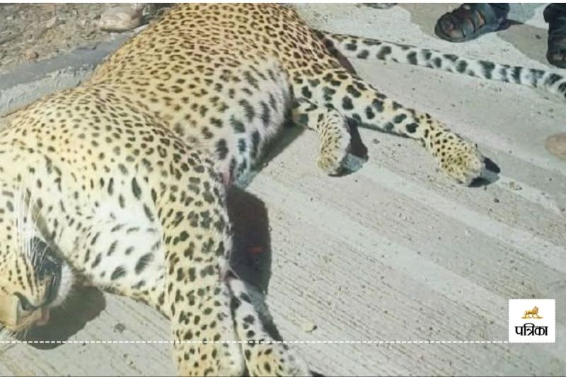 Bundi Female Panther Dies after being hit by an Unknown Vehicle Wildlife Lovers are Furious