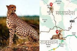 Cheetah Corridor: 3 राज्यों के 17 हजार KM क्षेत्र में बनेगा देश का सबसे बड़ा
चीता कॉरिडोर, राजस्थान के इन जिलों से गुजरेगा - image