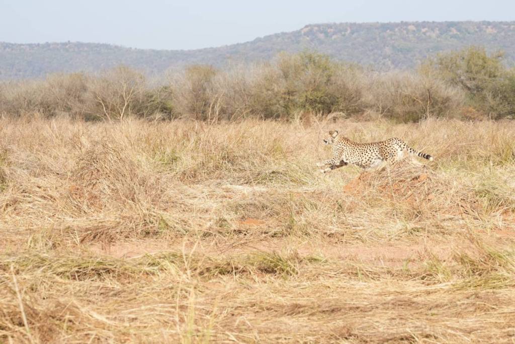 Cheetah in Kuno 