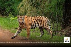 छत्तीसगढ़ के इस जंगल में फिर गूंजी बाघ की दहाड़, वन विभाग ने किया अलर्ट,
ग्रामीणों में भय का माहौल - image