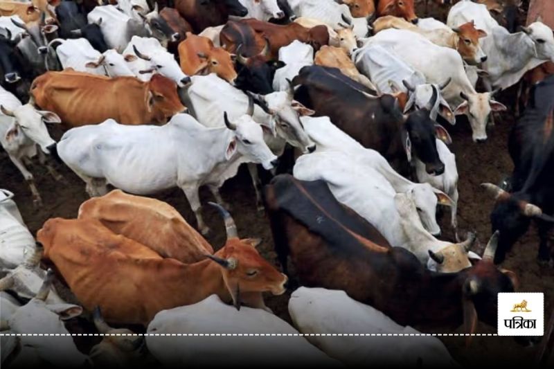 Chhattisgarh News: मवेशियों की खरीद-फरोख्त का 50 साल पुराना बाजार बंद, 4 हड्डी गोदाम सील...