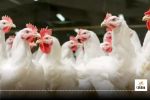 Bird Flu in cg, Balod news