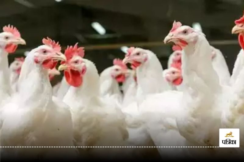Bird Flu in cg, Balod news