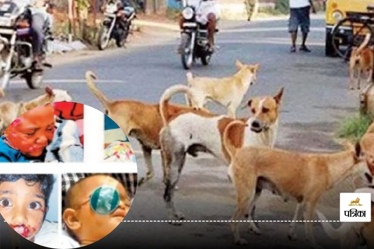 Dog Attack in CG: मासूमों को ऐसी जगह काट रहे कुत्ते जिसे देखकर उड़ जाएंगें होश,
हर सप्ताह आ रहे हैं 4 -5 गंभीर केस..