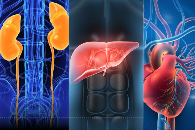 Organs affected by painkillers