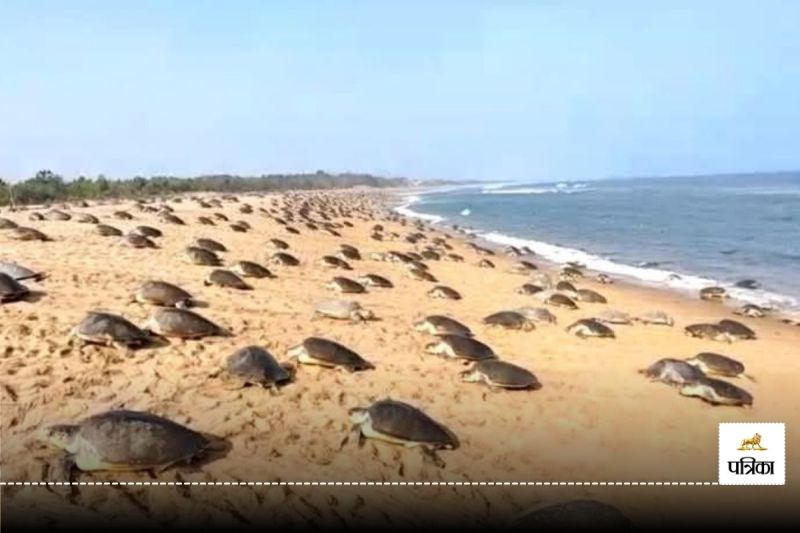 CG News: इस तट पर 7 लाख से अधिक संख्या में पहुंचे कछुए, देखें प्रकृति का अद्भुत नजारा