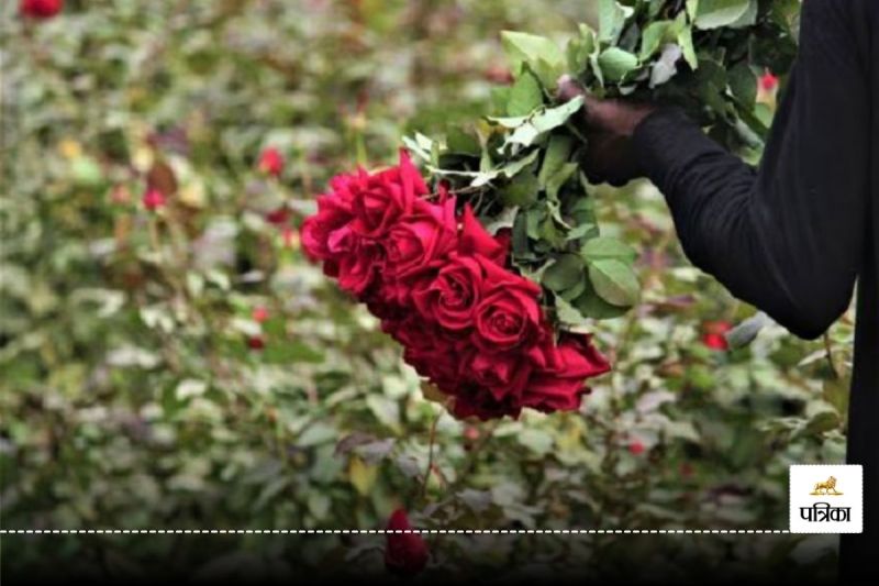 CG News: गुलाब फूल बदल सकता है सोई हुई किस्मत! जमीन न मिली तो गांव बदलकर कर रहे खेती, हो रहा भारी मुनाफा