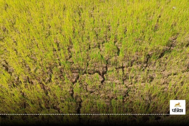 CG News: भू-जल स्तर में भारी गिरावट, पानी की कमी से सूखने लगी धान की फसल और खेतों में पड़ी दरार