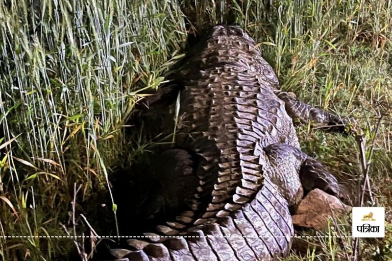 Rajasthan Banswara Crocodile Suddenly Appeared on Road Causing a Stir know what happened next