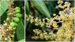 Mango Blossom: मौसम की मार से आम की फसल पर संकट, भारी नुकसान की आशंका, पढ़े पूरी
खबर - image