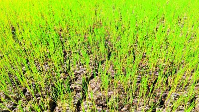 गर्मी में कई किसानों ने धान की फसल ली है, लेकिन खेतों के बोर का भू-जल स्तर नीचे गिरने से फसल सूखने लगी है। पोंडी से पड़कीभाट मार्ग पर नेवारीखुर्द के एक किसान की दो एकड़ में धान की फसल सूखने की स्थिति में है।