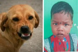 Child died due to dog bite: कुत्ते के काटने 5 वर्षीय मासूम की मौत, घरवालों ने
नहीं कराया इलाज, 52 दिन बाद तोड़ा दम - image