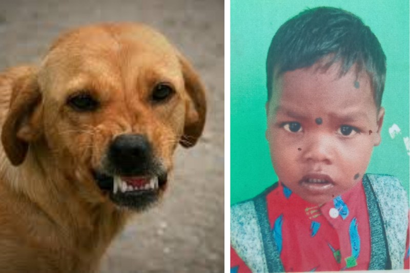 Child died due to dog bite: कुत्ते के काटने 5 वर्षीय मासूम की मौत, घरवालों ने नहीं कराया इलाज, 52 दिन बाद तोड़ा दम