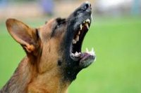 Dog attack: आवारा कुत्ते ने 2 बच्चों समेत 5 लोगों को काटा, इनमें 2 रिश्तेदार का मनाने आए थे जन्मदिन