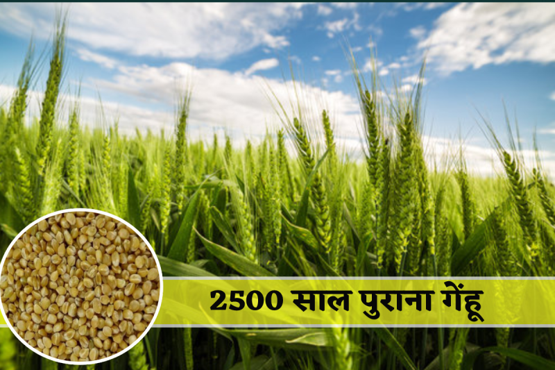 Harappan era wheat