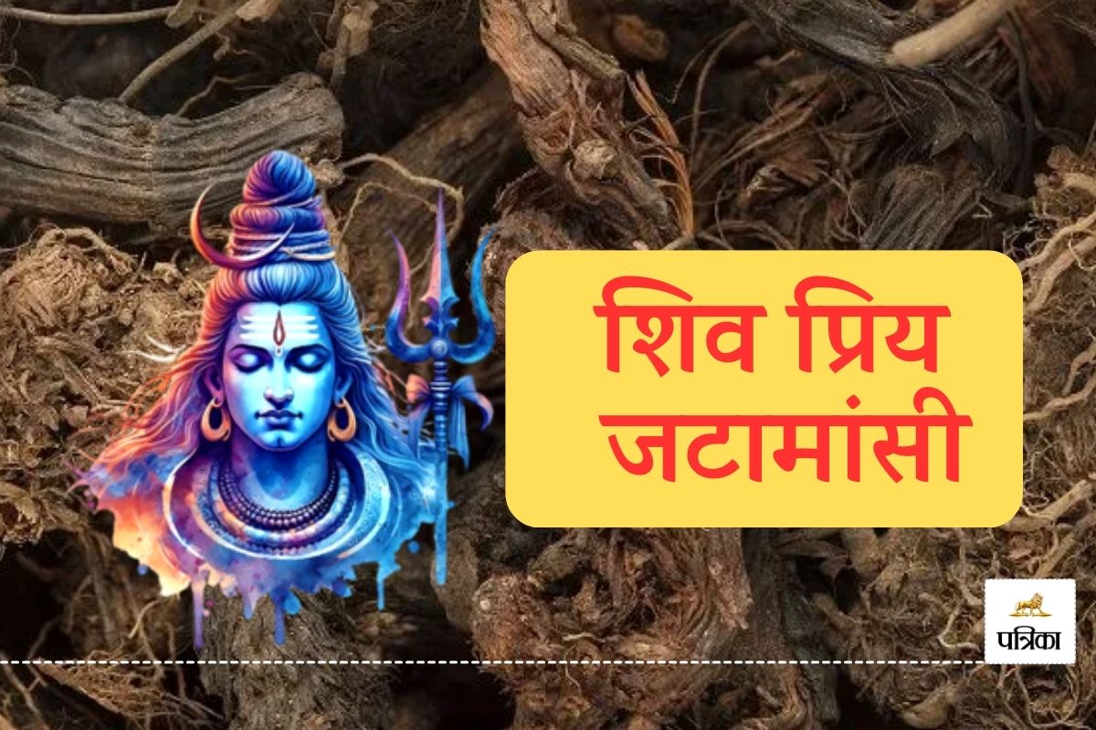 Jatamansi : महादेव की प्रिय जड़ी-बूटी, जो सेहत के लिए वरदान है