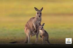 First Kangaroo embryo : ऑस्ट्रेलिया में पहली बार IVF से बने कंगारू भ्रूण, इस
संकटग्रस्त प्रजातियों के संरक्षण में बनेगी वरदान - image