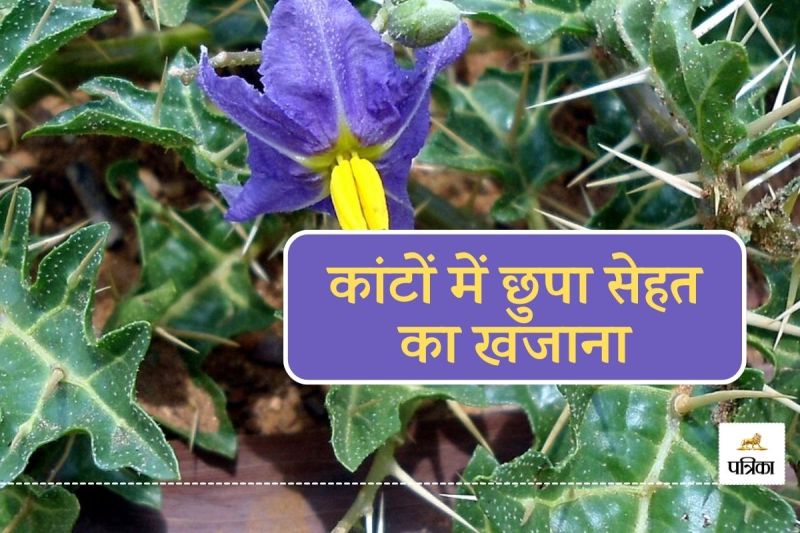 Kateri Benefits for health