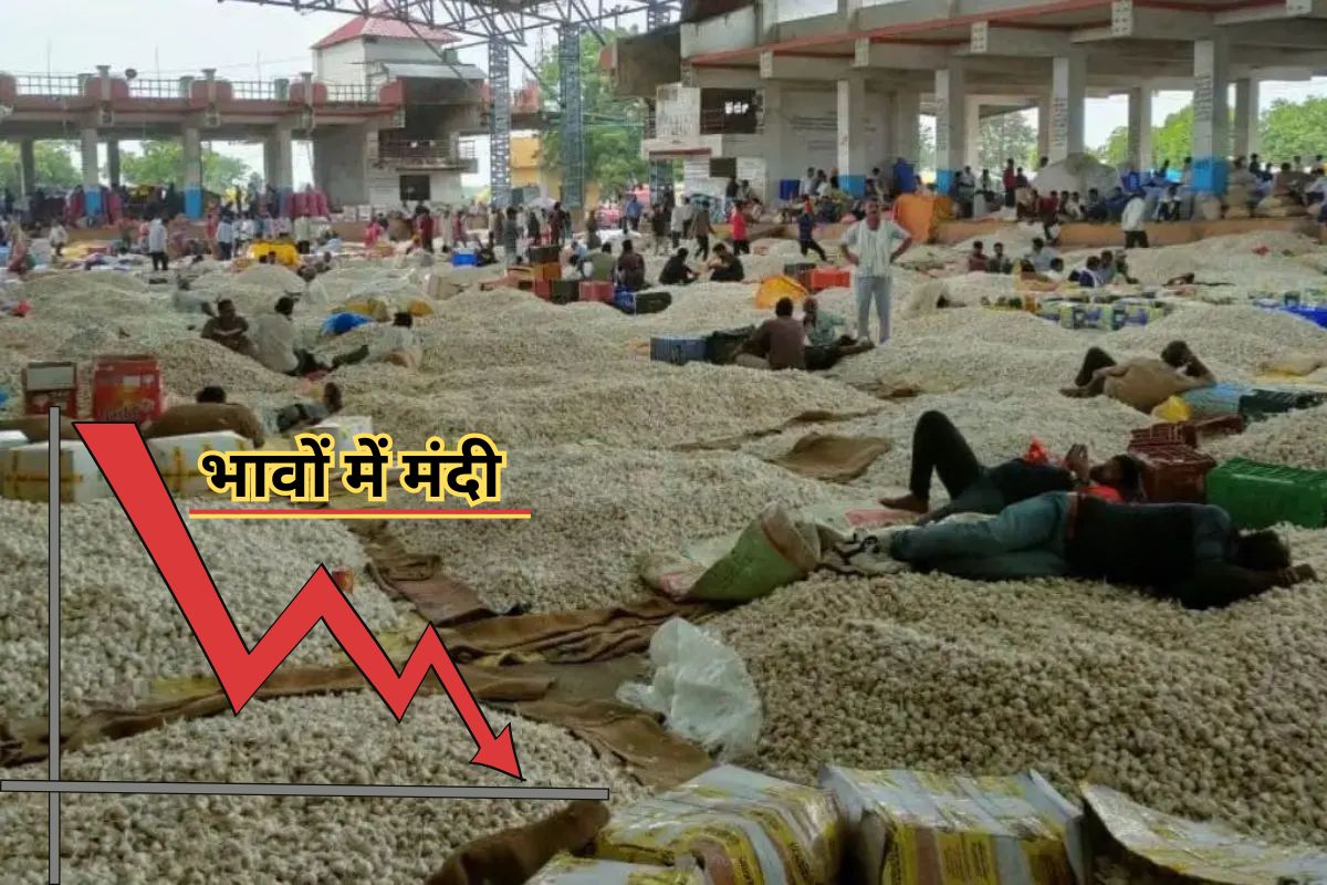 Kota Mandi Bhav : सरसों तेज, चना मंदा, खाद्य तेलों में मामूली उतार-चढ़ाव