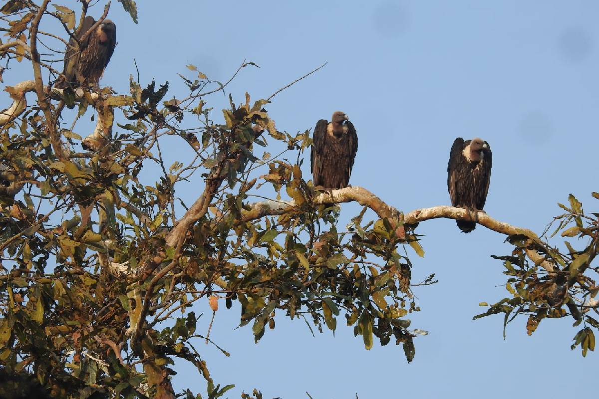 अंतिम गणना में 1585 पहुंची गिद्धों की संख्या, इसमें सबसे ज्यादा चट्टानों पर पाए
जाने वाले देशी गिद्ध