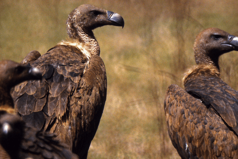 increase in numbers of Vultures in MP
